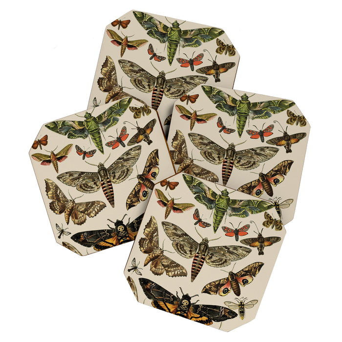 Vintage Scientific Moth Chart Coaster Gallery Image 1
