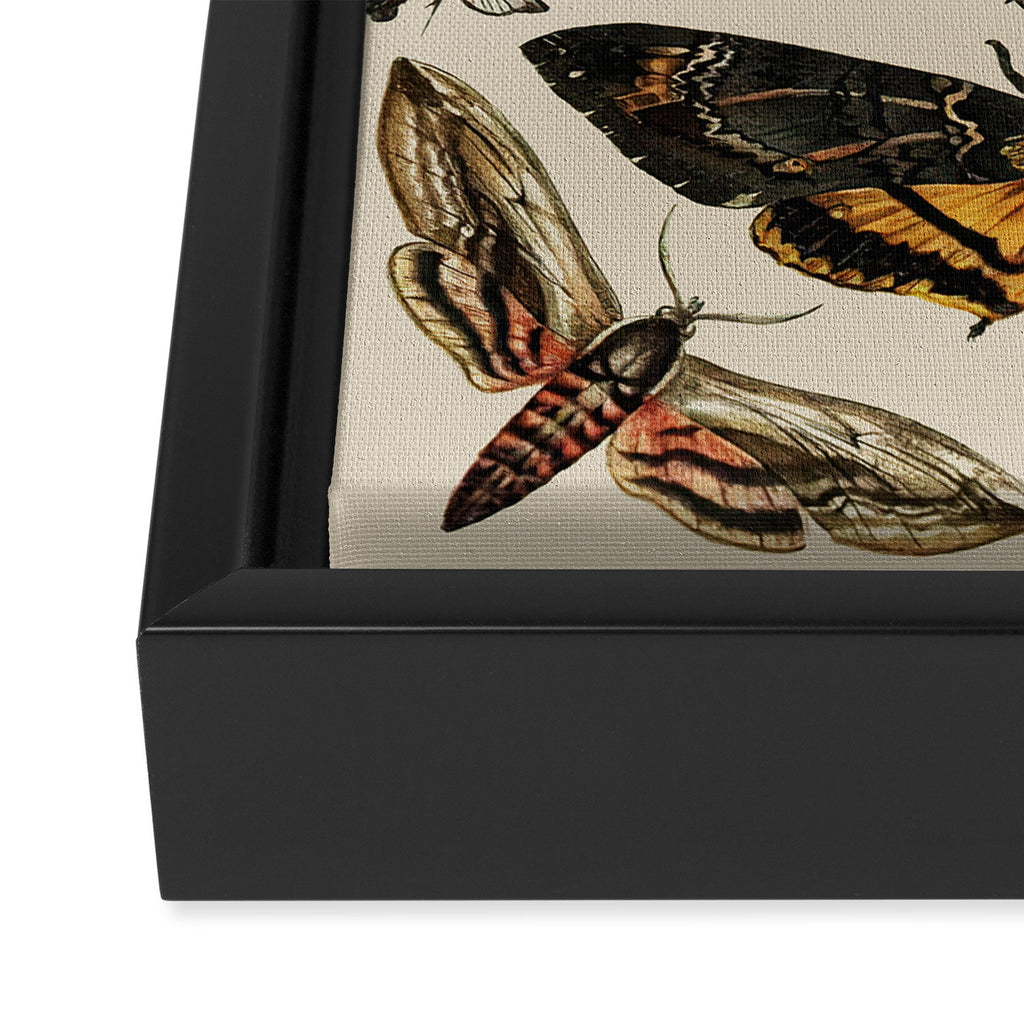 Vintage Scientific Moth Chart Framed Canvas Print Gallery Image 3