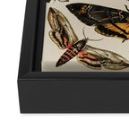 Vintage Scientific Moth Chart Framed Canvas Print Gallery Image 3