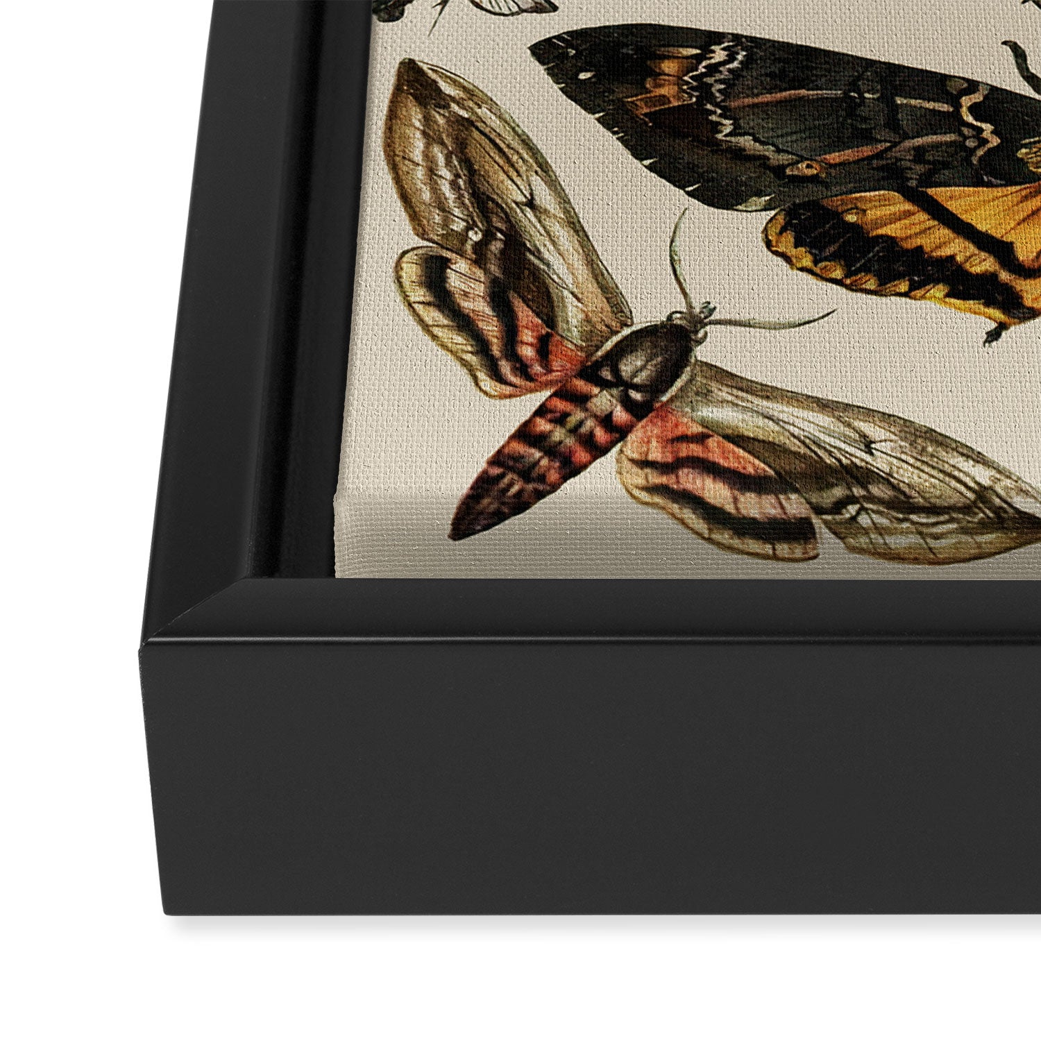 Vintage Scientific Moth Chart Framed Canvas Print Gallery Image 3