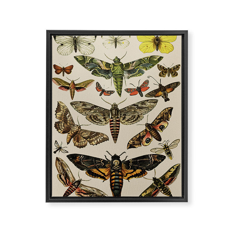 Vintage Scientific Moth Chart Framed Canvas Print Gallery Image 6