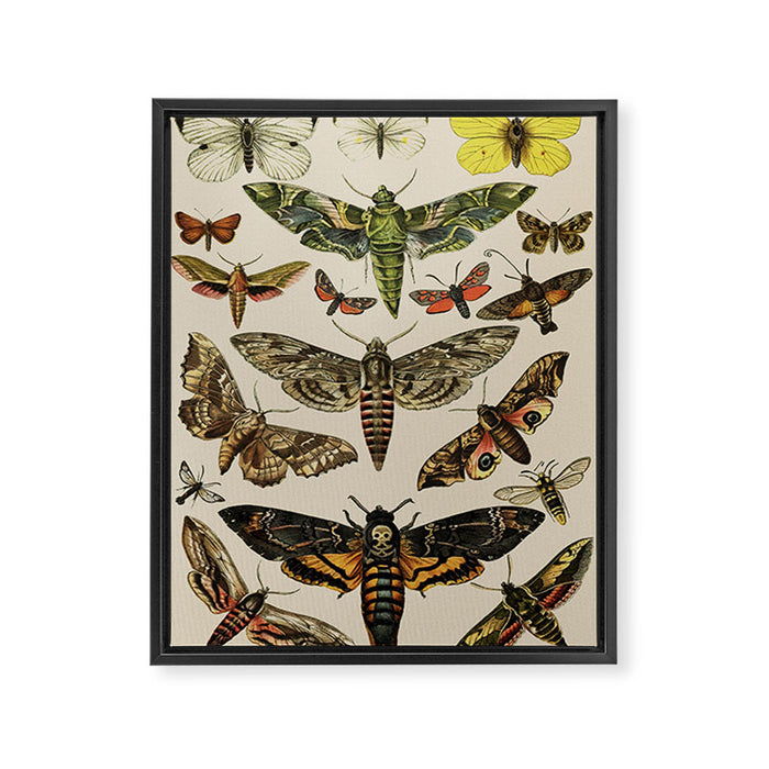 Vintage Scientific Moth Chart Framed Canvas Print Gallery Image 1