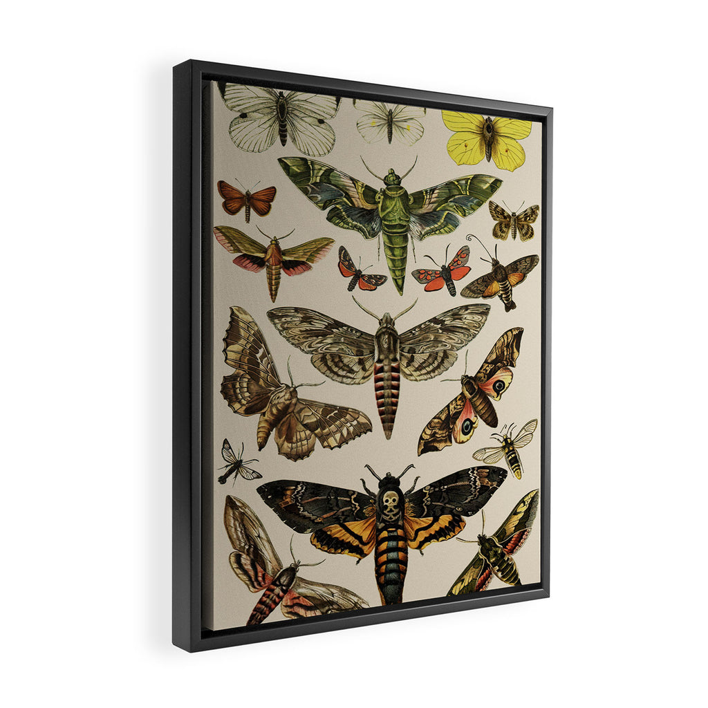 Vintage Scientific Moth Chart Framed Canvas Print Gallery Image 2