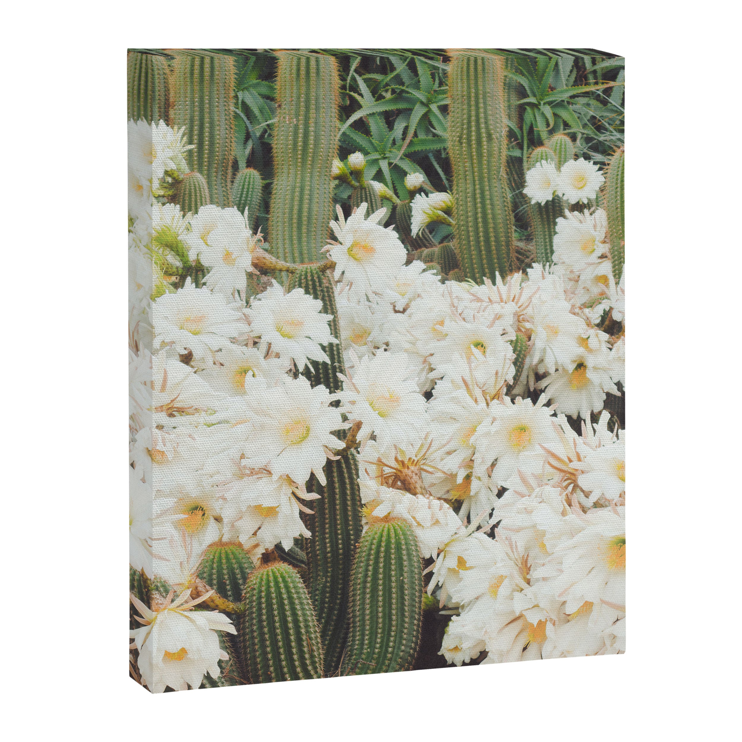 Cactus and Flowers Canvas Print Gallery Image 6