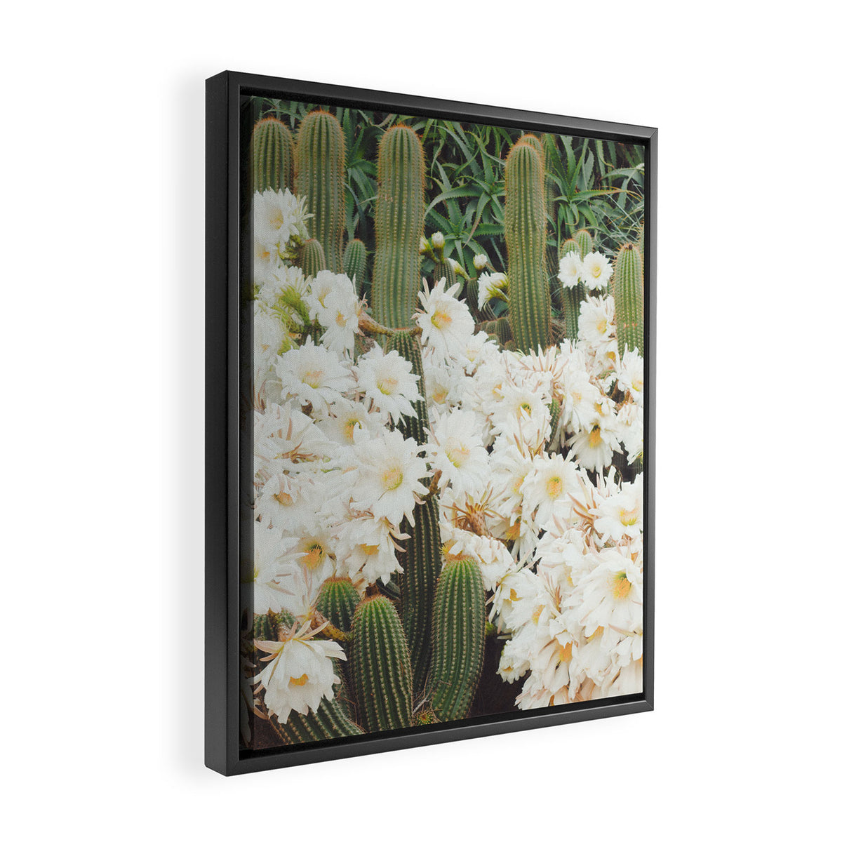 Cactus and Flowers Framed Canvas Print Gallery Image 2