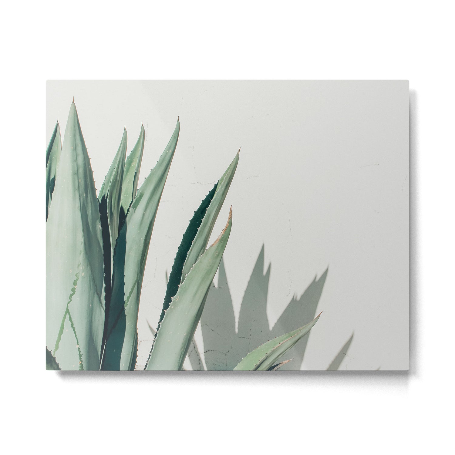 Agave, Marfa, West Texas Metal Print Gallery Image 4