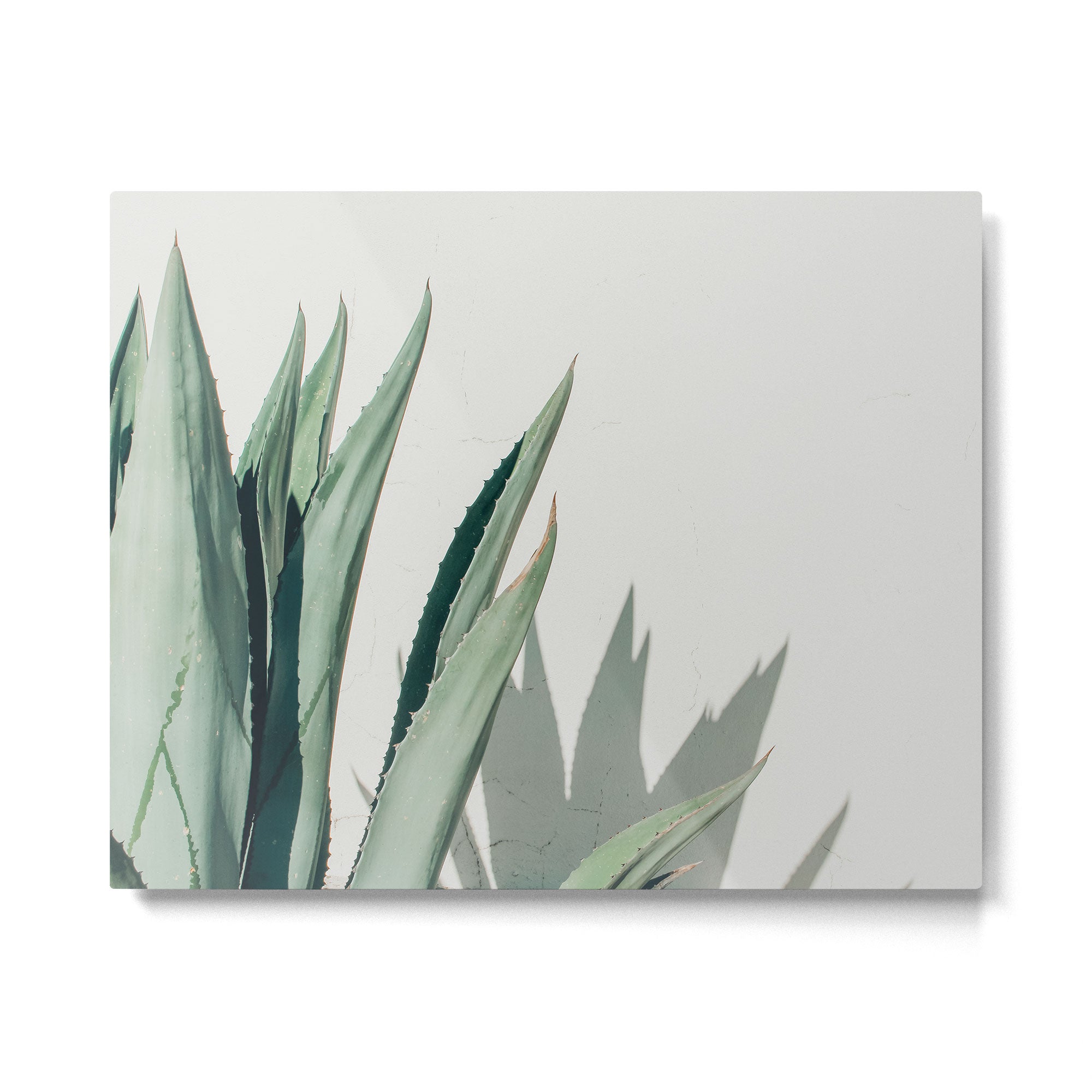 Agave, Marfa, West Texas Metal Print Gallery Image 4