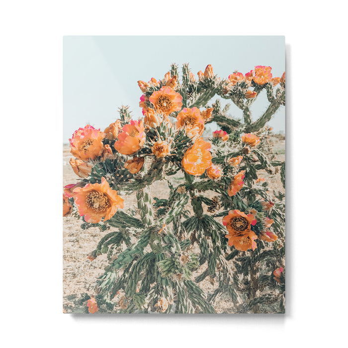 Cholla, Orange Flowering Cactus Metal Print Gallery Image 1