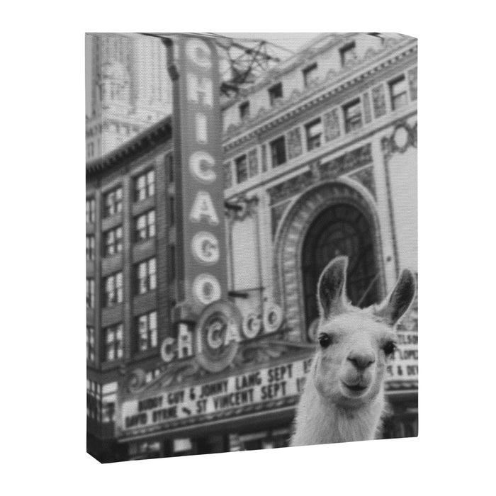 Chicago Llama Canvas Print Gallery Image 1