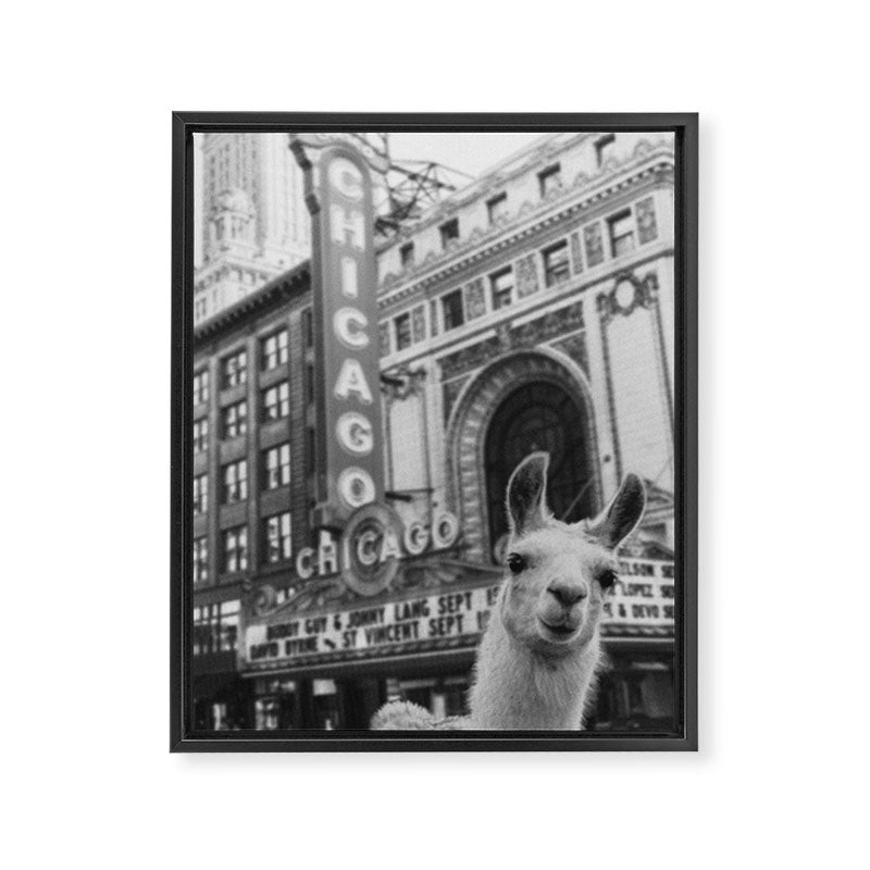 Chicago Llama Framed Canvas Print Gallery Image 6