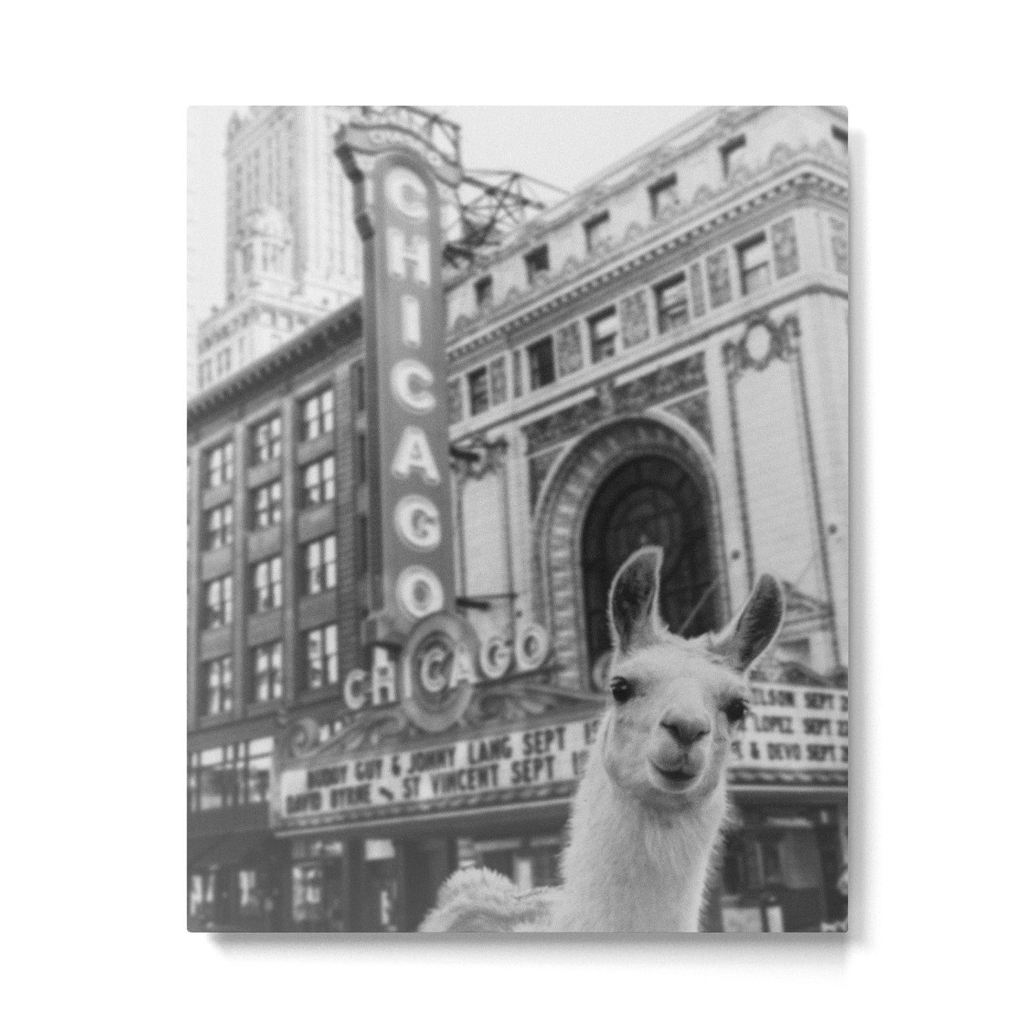 Chicago Llama Metal Print Gallery Image 4