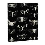 moths Canvas Print Gallery Image 8