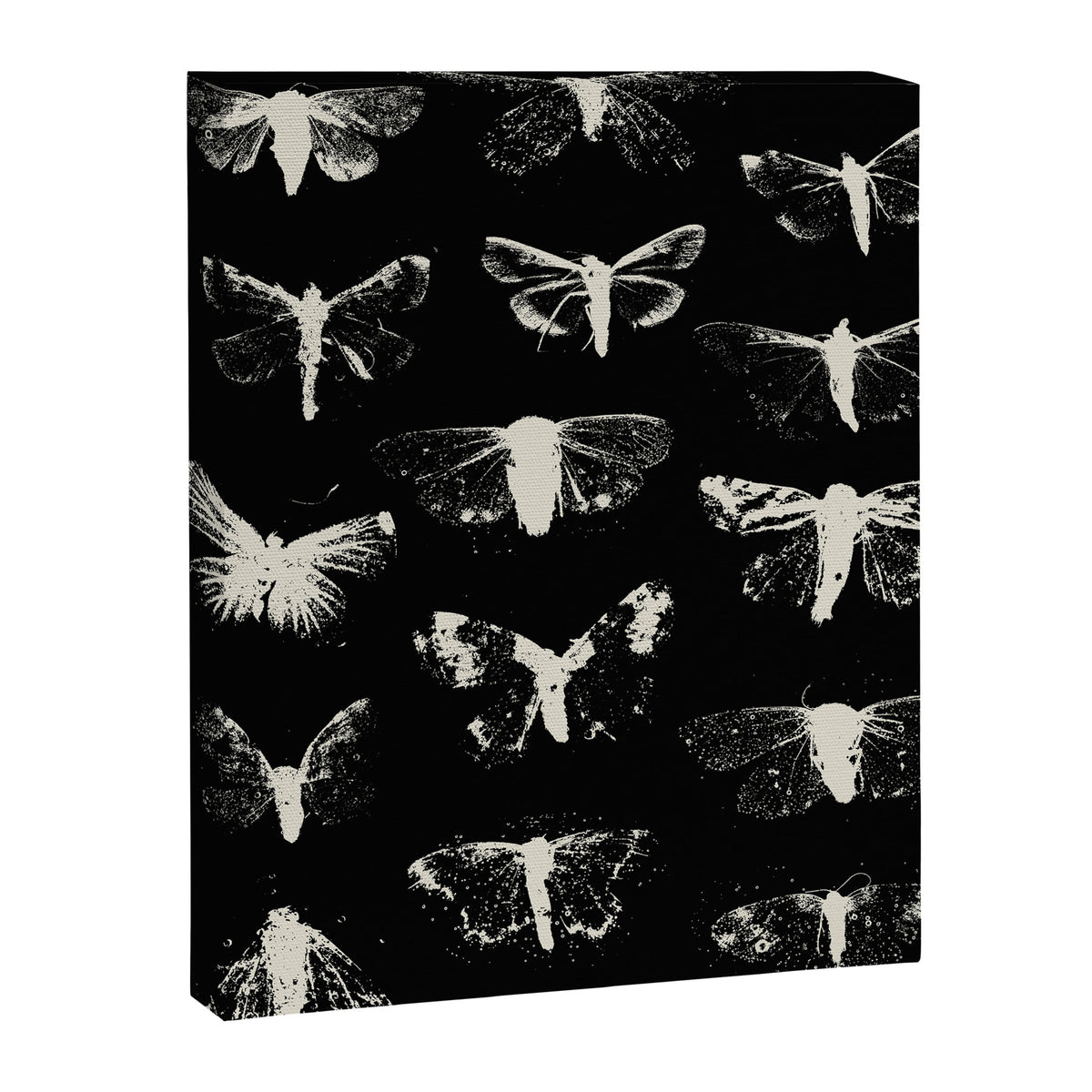 moths Canvas Print Gallery Image 8