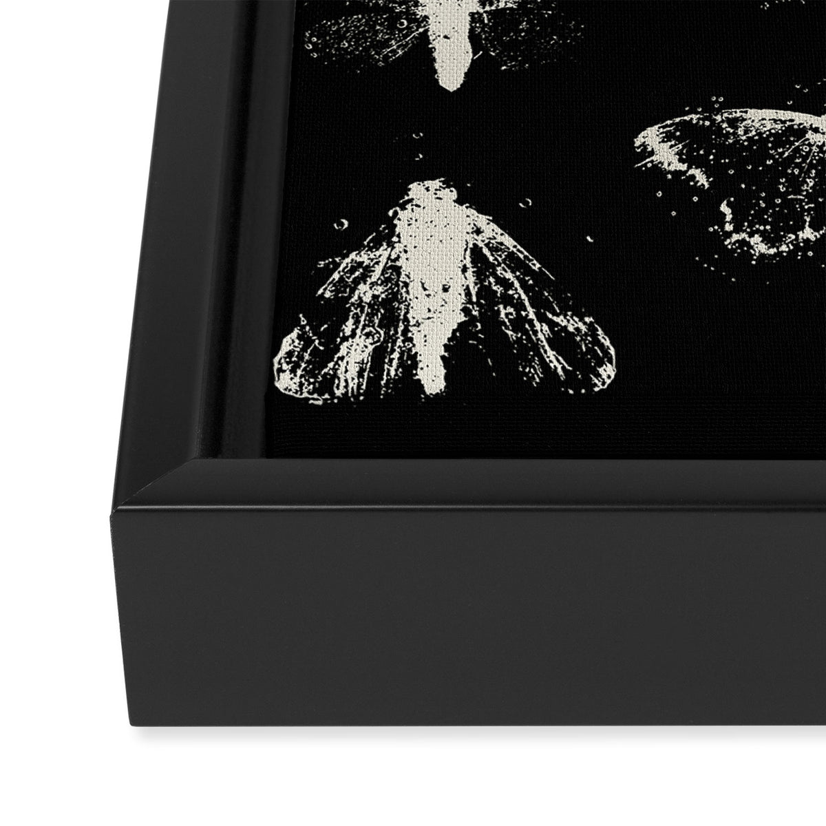 moths Framed Canvas Print Gallery Image 3