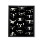 moths Framed Canvas Print Gallery Image 8