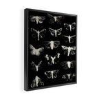 moths Framed Canvas Print Gallery Image 2