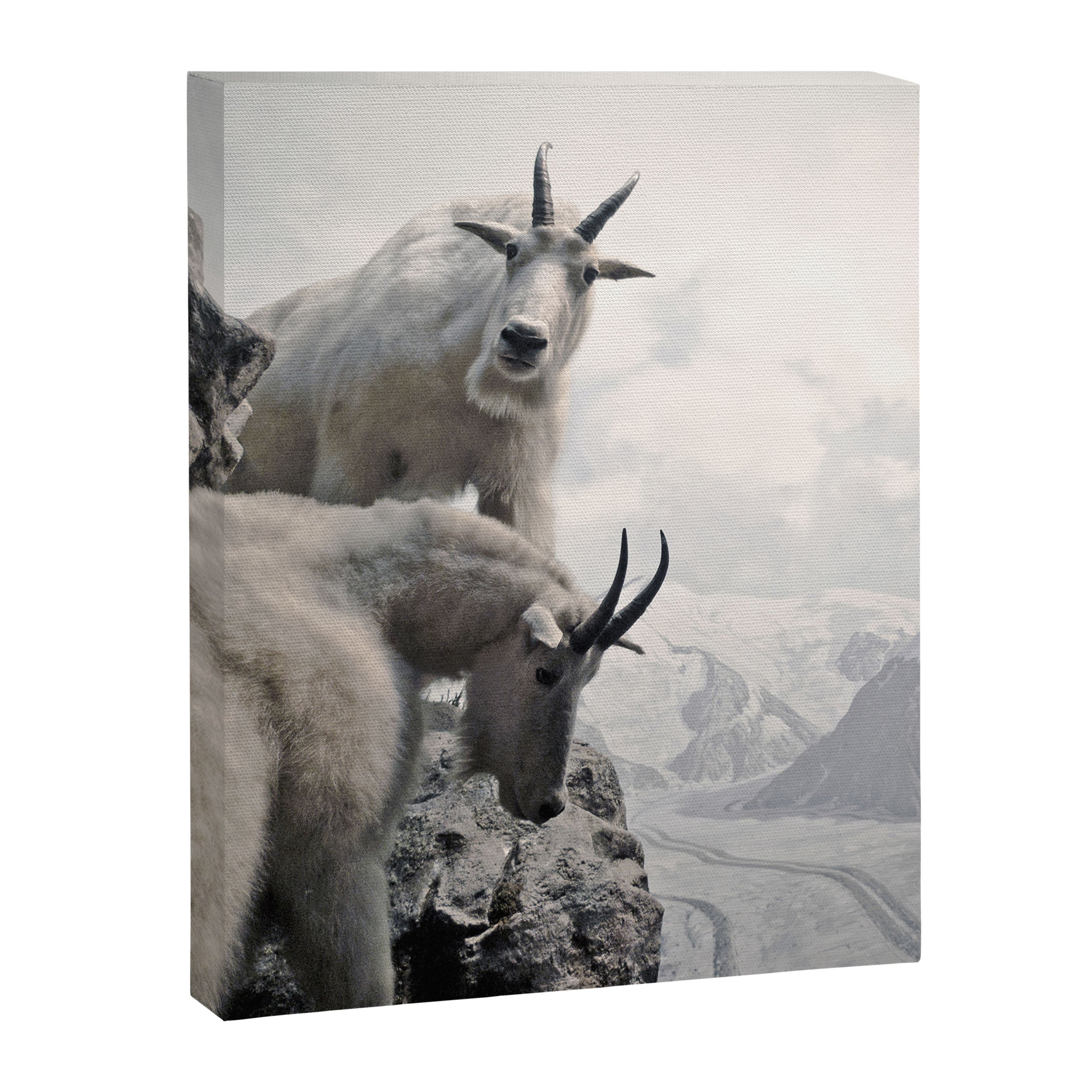 Hi, we are the mountain goats Canvas Print Gallery Image 8