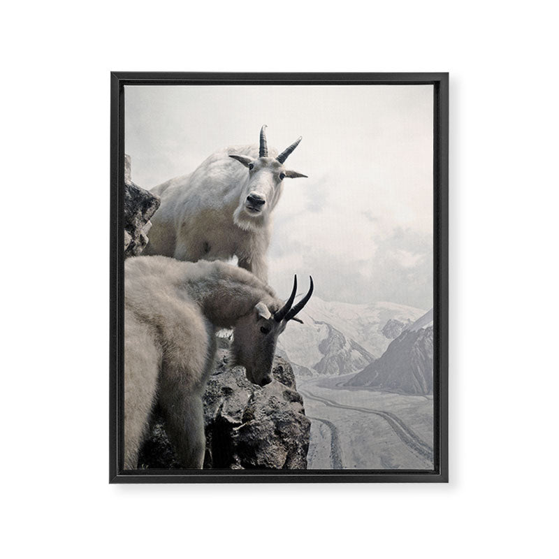 Hi, we are the mountain goats Framed Canvas Print Gallery Image 8
