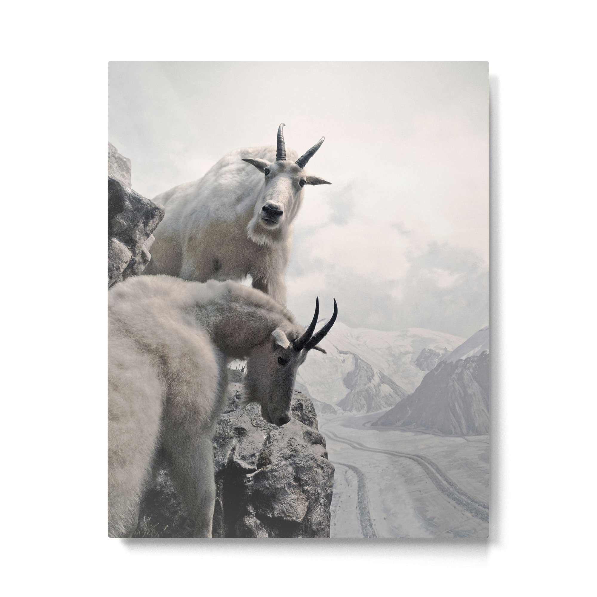 Hi, we are the mountain goats Metal Print Gallery Image 6